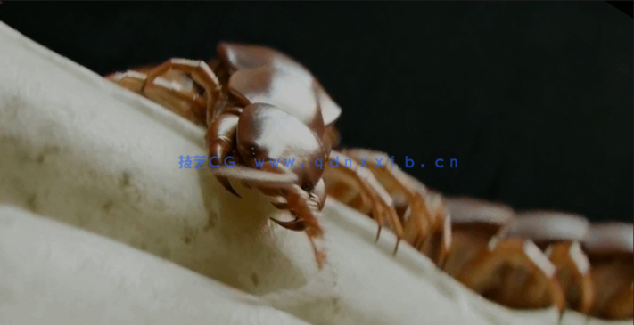  Cinema 4D影视级角色骨骼动画大师班视频教程 (图5)