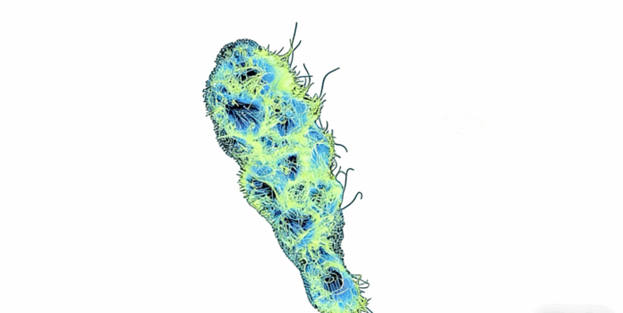 Houdini皮肤病态生长动画特效实例制作视频教程 (图3)