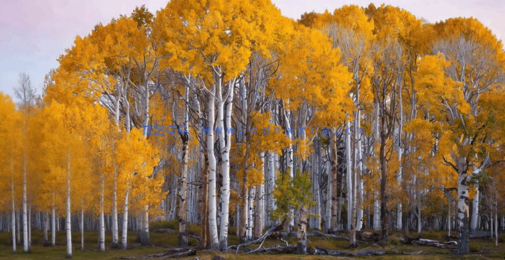 Houdini树叶秋叶群集建模与高效渲染技术视频教程(图3)