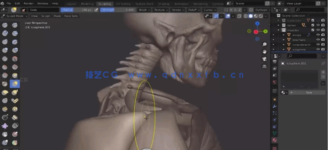 Blender 3D人体结构解剖雕刻大师级训练视频教程(图2)