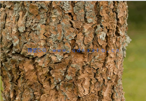 Substance Designer树皮材质实例制作视频教程(图4)