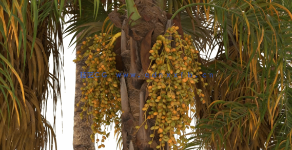 棕榈树植物树木3D模型 Renderhub – Syagrus Romanzoffiana and Washingtonia Filifera(图3)