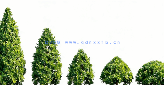 观赏植物和树篱3D模型Globe Plants - Bundle 57 - Ornamental Plants & Hedge 02(图4)