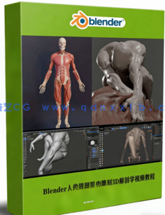  Blender人像雕塑肌肉雕刻3D解剖学大师级视频教程 (图1)