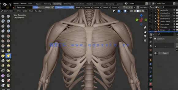 Blender人像雕塑肌肉雕刻3D解剖学大师级视频教程 (图4)