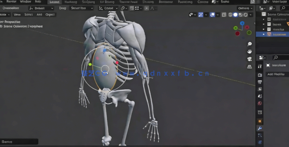  Blender人像雕塑肌肉雕刻3D解剖学大师级视频教程 (图5)