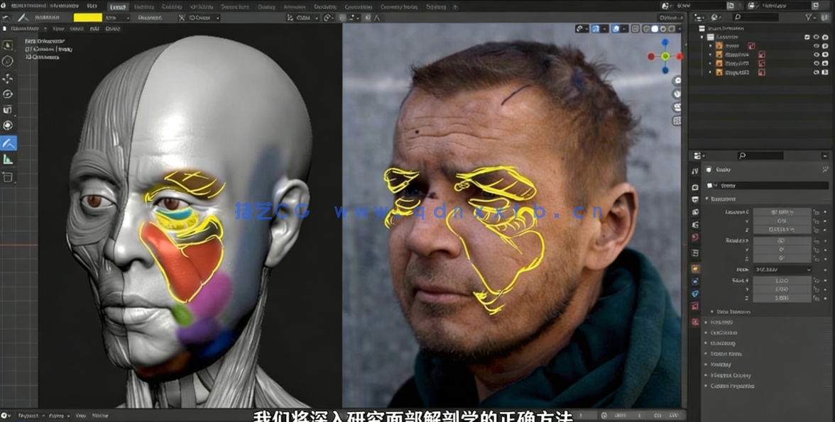 Blender逼真肖像面部骨骼肌肉解剖学制作视频教程 (图2)