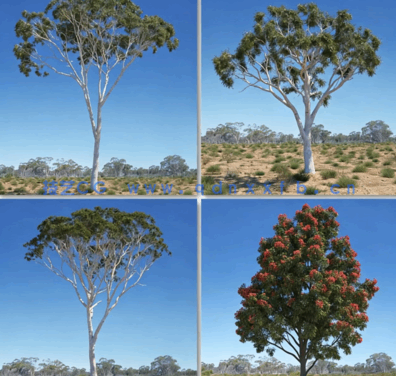 澳洲大洋洲树木3D模型Archmodels Vol.238(图4)