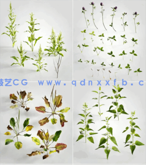 植物 Evermotion – Archmodels vol. 226(图5)