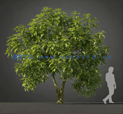 树木Evermotion Archmodels Vol.210(图4)