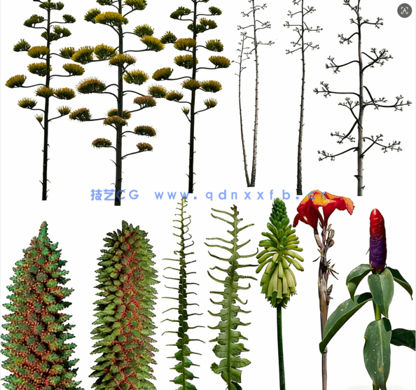 高清植物免抠素材PHOTOBASH – Prehistoric Plants(图3)