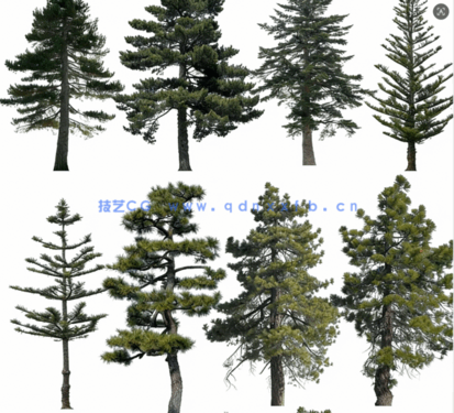 针叶树高清素材PHOTOBASH – Conifer Trees(图1)