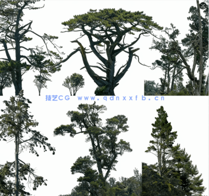 针叶树高清素材PHOTOBASH – Conifer Trees(图4)