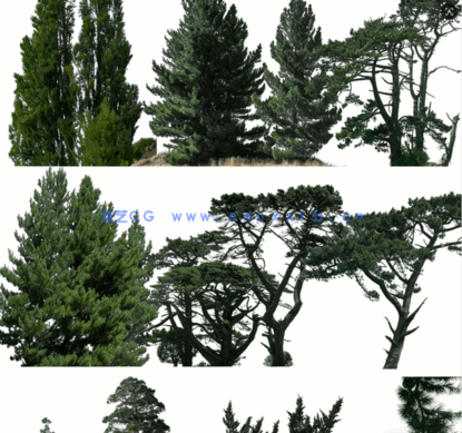 针叶树高清素材PHOTOBASH – Conifer Trees(图5)