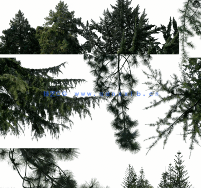 针叶树高清素材PHOTOBASH – Conifer Trees(图6)