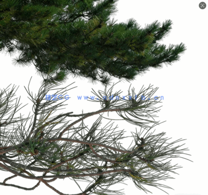 针叶树高清素材PHOTOBASH – Conifer Trees(图7)
