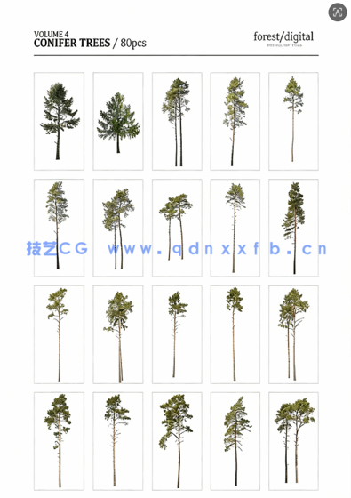 80棵超高清树木PNG素材Forest/Digital Vol.4 – Conifer Trees(图3)