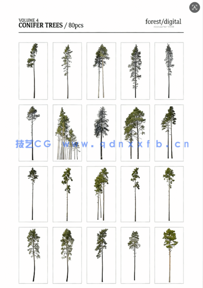 80棵超高清树木PNG素材Forest/Digital Vol.4 – Conifer Trees(图4)