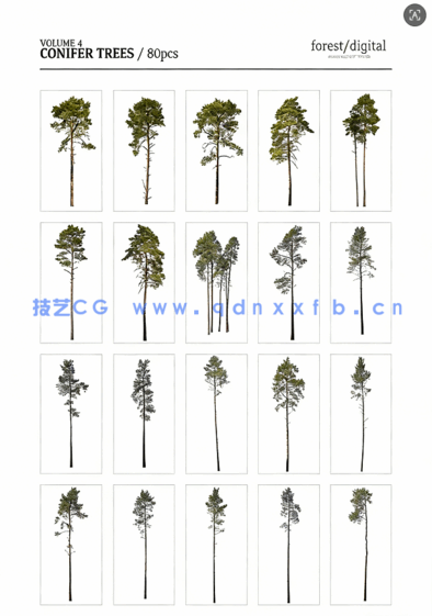 80棵超高清树木PNG素材Forest/Digital Vol.4 – Conifer Trees(图5)