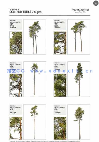 80棵超高清树木PNG素材Forest/Digital Vol.4 – Conifer Trees(图8)