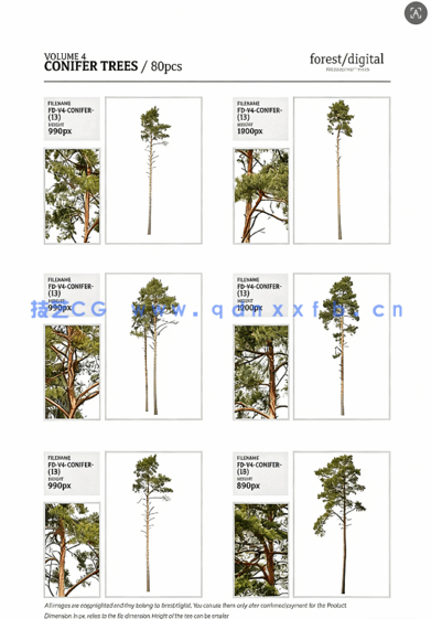 80棵超高清树木PNG素材Forest/Digital Vol.4 – Conifer Trees(图11)