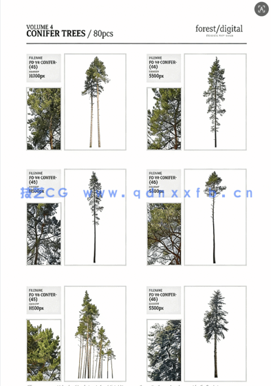 80棵超高清树木PNG素材Forest/Digital Vol.4 – Conifer Trees(图10)
