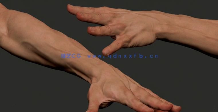 ZBrush手掌手臂数字雕刻技术训练视频教程(图4)