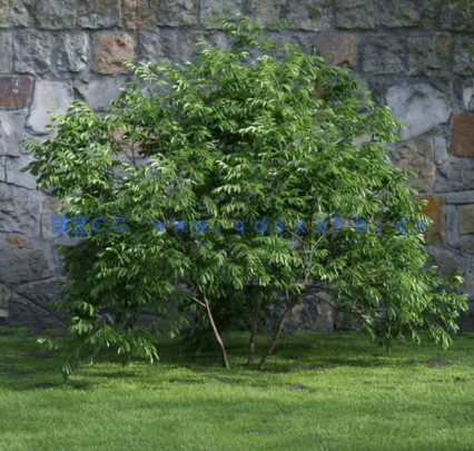 花园植物灌木3D模型 Evermotion – Archmodels Vol.204(图4)