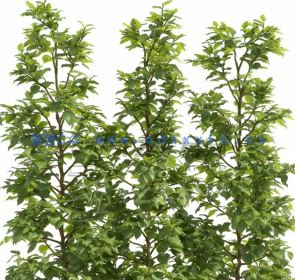 植物绿植花圃Evermotion Archmodels Vol.192(图3)