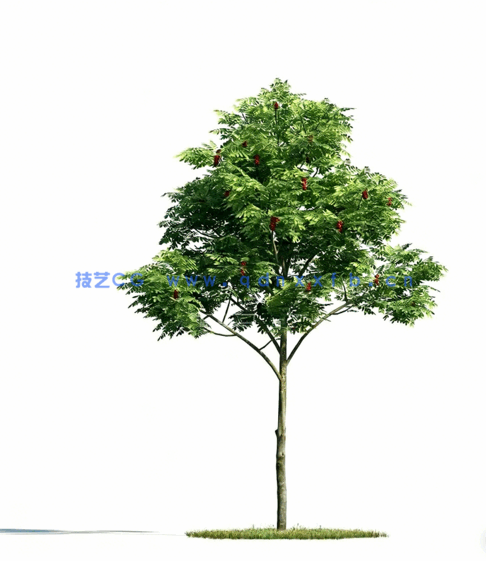 树植物模型Evermotion Archmodels vol. 171(图5)