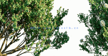 澳洲植物树木3D模型 Plants Volume 41(图1)