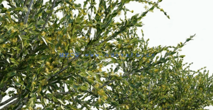 澳洲植物树木3D模型 Plants Volume 41(图2)