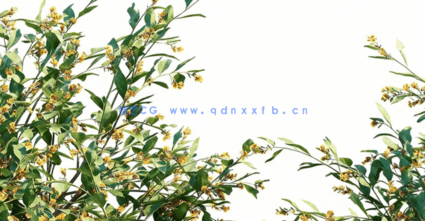 澳洲植物树木3D模型 Plants Volume 41(图3)