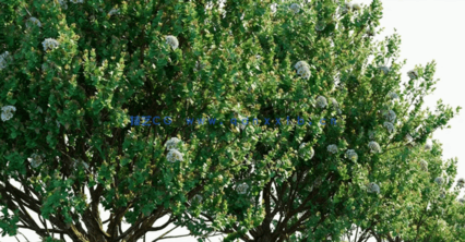 澳洲植物树木3D模型 Plants Volume 41(图4)