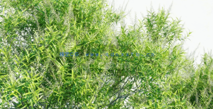 澳洲植物树木3D模型 Plants Volume 41(图5)