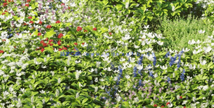 草地花朵植物3D模型 Plants Volume 37(图4)