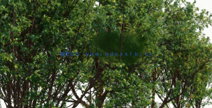 温带植物树木3D模型 Globe Plants – Bundle 19 (3DS MAX格式)(图2)