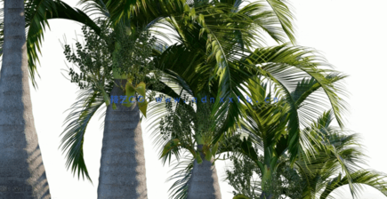 棕榈树植物3D模型 Globe Plants – Bundle 15 (3DS MAX格式)(图3)