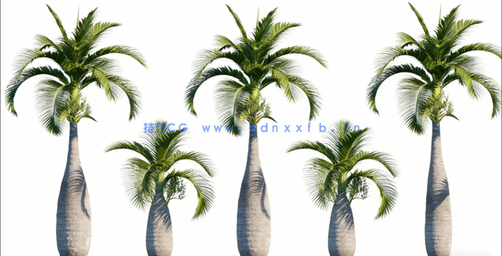 棕榈树植物3D模型 Globe Plants – Bundle 15 (3DS MAX格式)(图4)