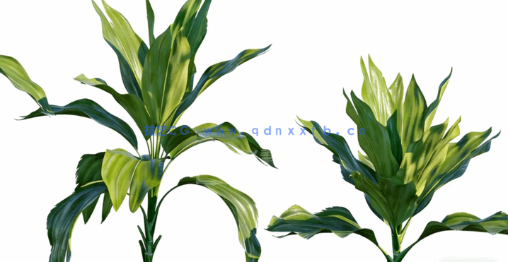 棕榈树植物3D模型 Globe Plants – Bundle 15 (3DS MAX格式)(图5)