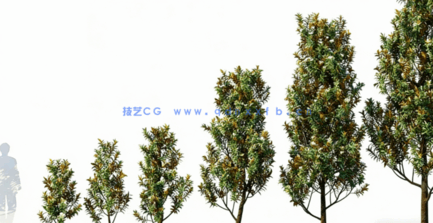 庭院植物树木3D模型 Globe Plants – Bundle 12 (3DS MAX格式)(图1)