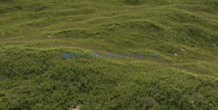 Globe Plants – Bundle 13 – 草与草坪 (3D模型)(图4)