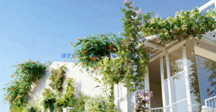 藤蔓植物Globe Plants – Bundle 23 – Vines and Creepers 03(图1)