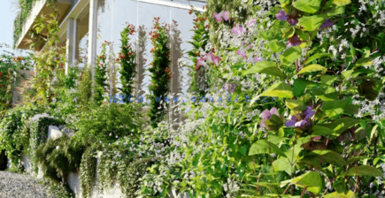 藤蔓植物Globe Plants – Bundle 23 – Vines and Creepers 03(图4)