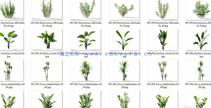 Plant Models Vol 19 植物绿植(图2)