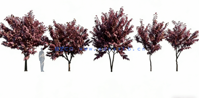 花园植物 Globe Plants – Bundle03 – Garden Plants(图3)