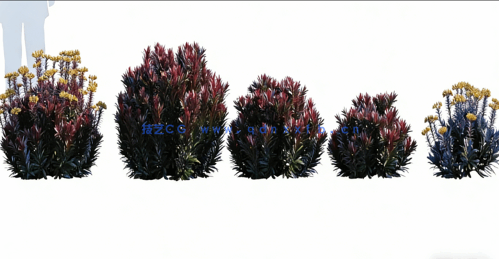 花园植物 Globe Plants – Bundle 04 – Garden Plants 02(图5)