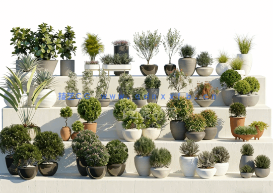 Globe Plants – Bundle 01 – Ornamental and Decorative Pot Plants(图1)
