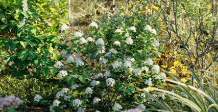 北美花园植物灌木3D模型第二套 Globe Plants – Bundle 29(图5)