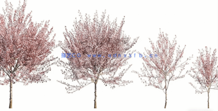 北美花园植物灌木3D模型 Globe Plants – Bundle 27(图4)